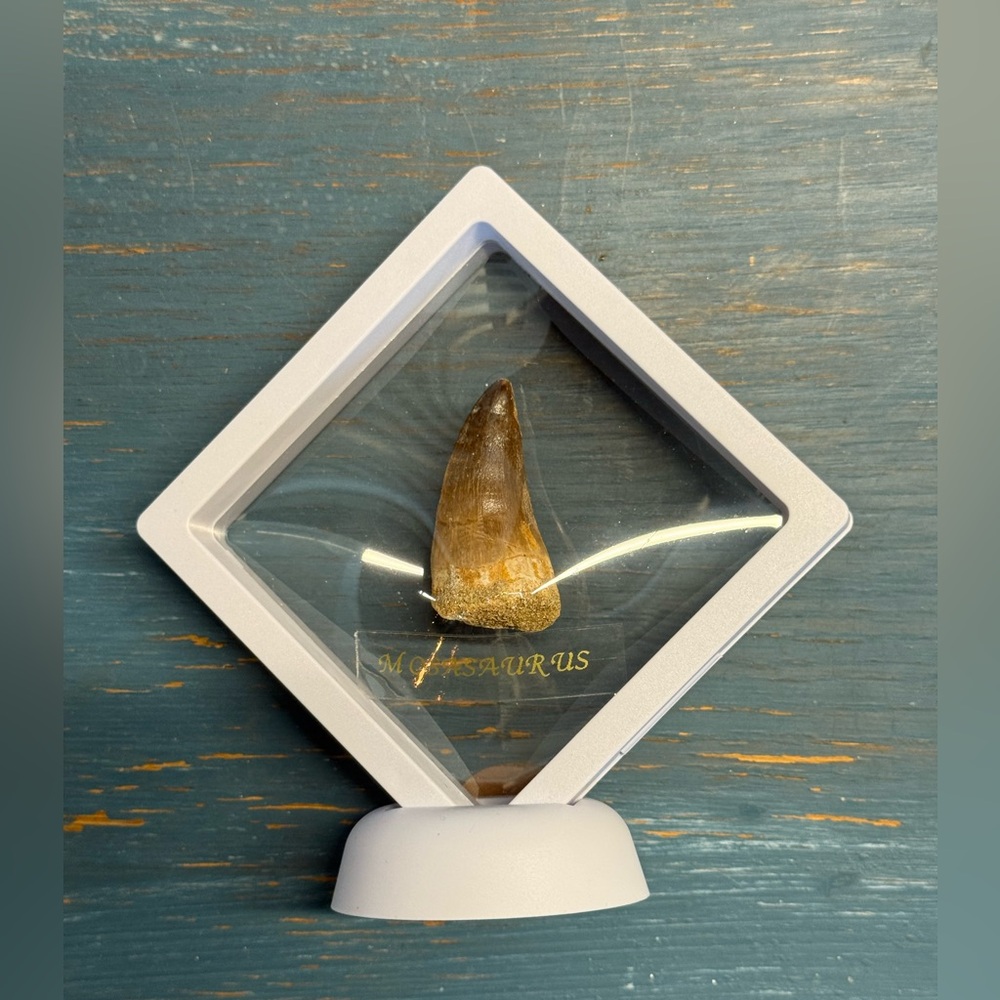 Mosasaurus Fossilized Tooth Display